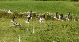 En gåsflokk på flott hold skremmes opp fra kubeitet før jakten.