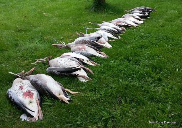 Tom Rune Davidsen delte dette bilde på facebook etter at familien samlet nattens imponerende fagst.