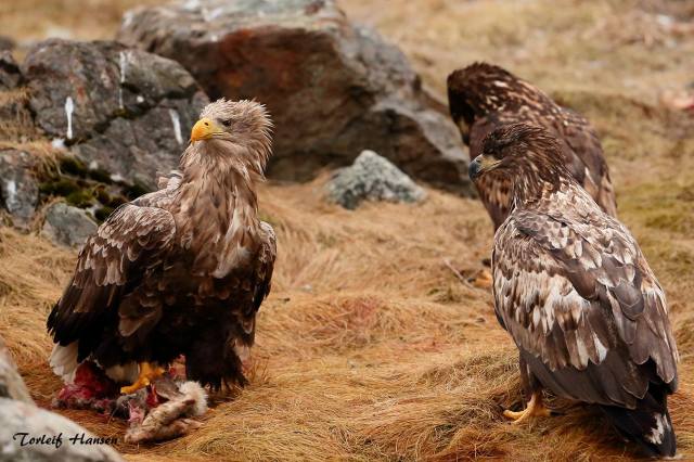Ørnene på Vega jakter også i romjulen.